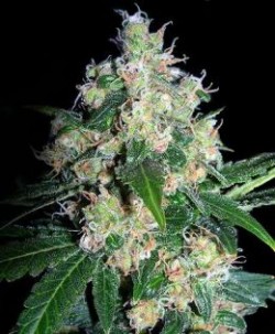 marjuana names